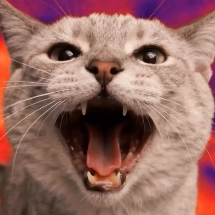 cat shouting