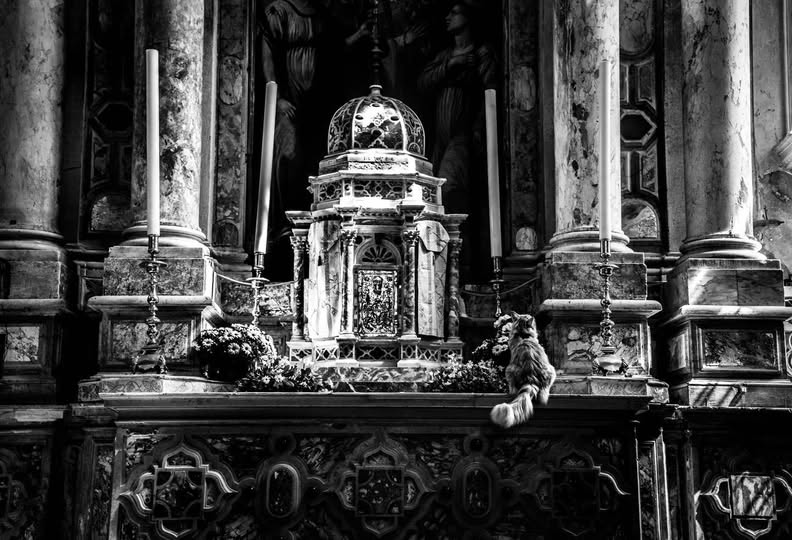 cat sitting on the altar of a church
