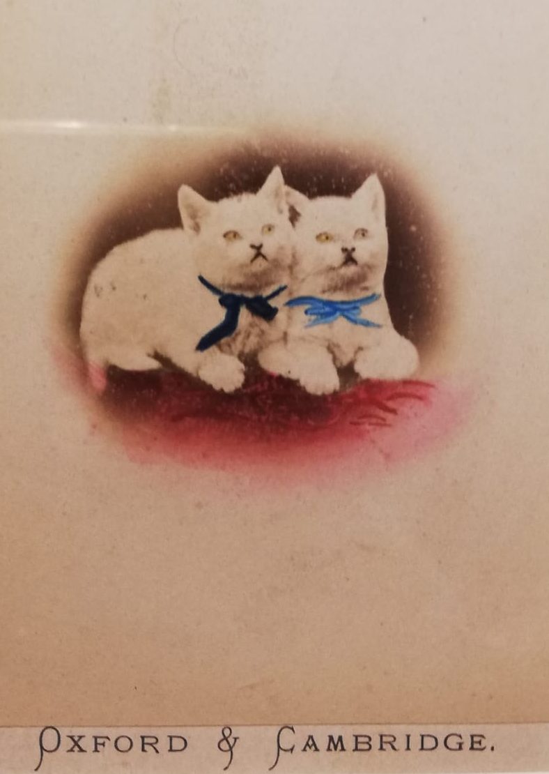 oxford and cambridge kittens